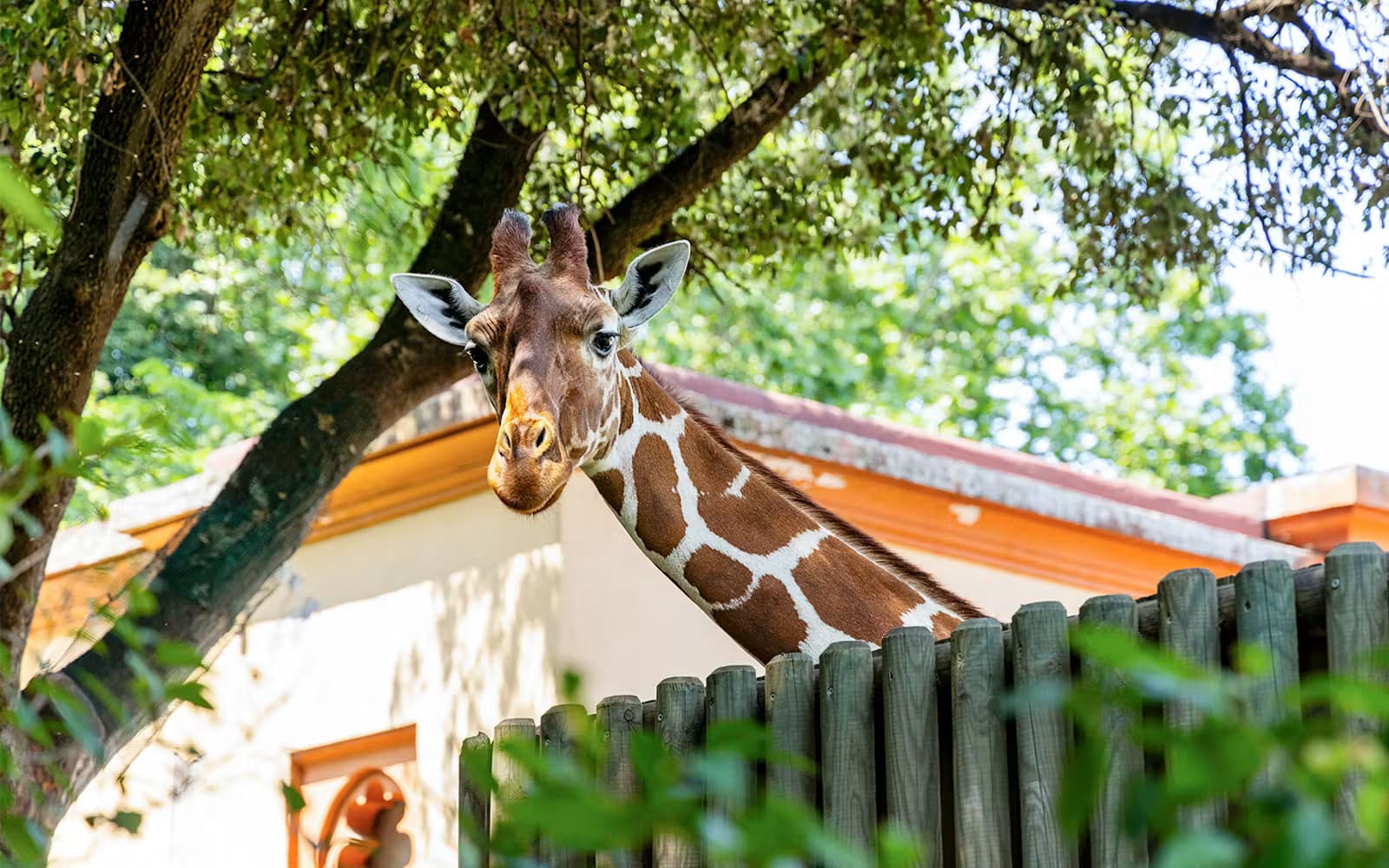 A giraffe standing near the fence at Rome's Bioparco zoo enclosure